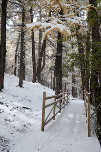 雪覆林间木栈道