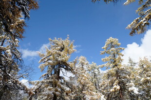 雪覆松林蓝天美景