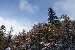 雪覆山林 蓝天映衬美景