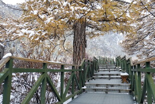 雪覆栈道旁金黄树木美景