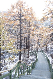 雪后山林中的木质步道