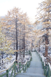 雪后林间步道美景