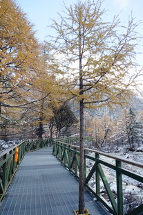 雪后林间木桥秋景