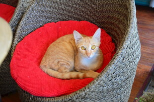 橘猫舒适躺卧于编织猫窝