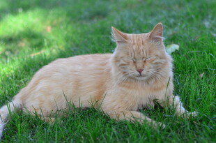 阳光下草地上的橘色猫咪