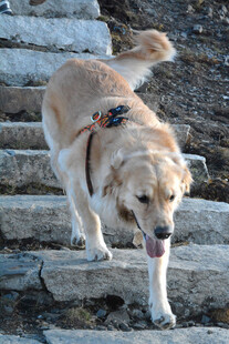 金毛犬欢快走在石阶上