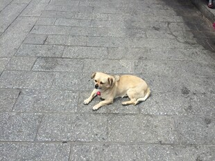 路边趴着的小黄狗