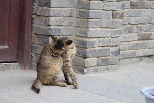蹲坐的狸花猫