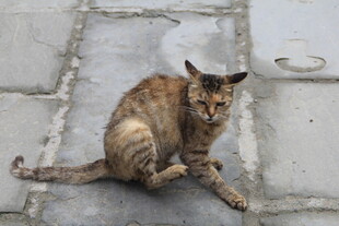 蹲坐的斑纹猫咪