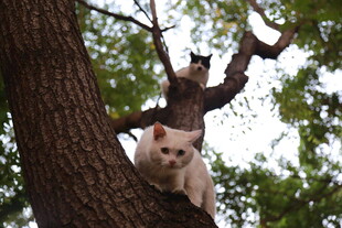 树上玩耍的可爱猫咪