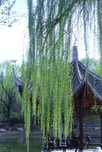 公园风景  