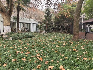庭院落叶