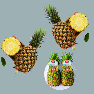 多样菠萝造型展示