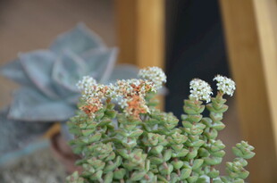 可爱多肉植物特写