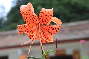 娇艳虎皮百合花特写