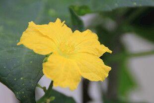 黄色娇艳丝瓜花