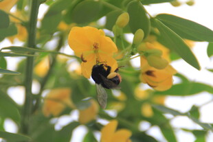 蜜蜂采蜜于金黄花朵间