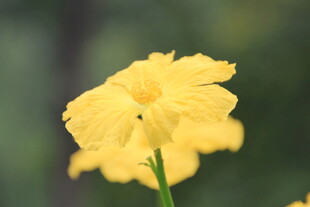 黄色娇艳花朵特写