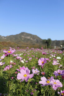花海绽放 粉色花朵漫山岗