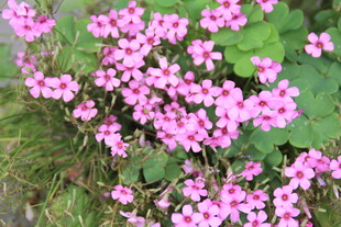 粉色小花绽放于草丛间
