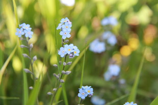 蓝花绽于绿草间