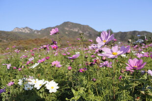 花海烂漫 绽放自然之美
