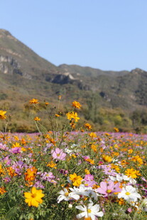 山间绚烂花海美景