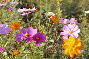 多彩格桑花绽放于田野