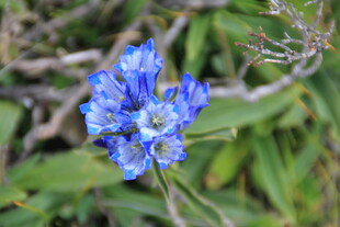 蓝色花朵特写