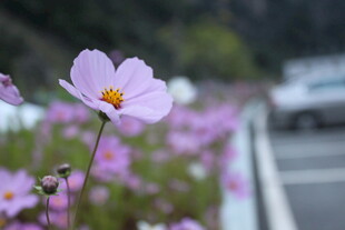 路边绽放的美丽波斯菊
