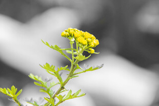 黄色小花特写