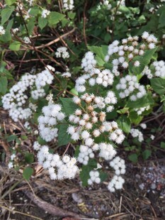 白色小花绽放于绿植间