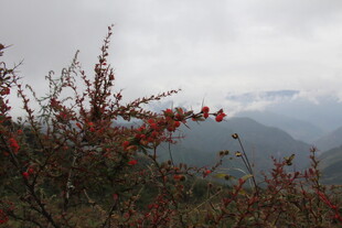 山间红枝映朦胧远山
