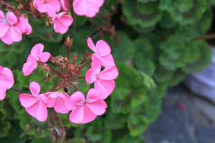 娇艳粉色天竺葵绽放