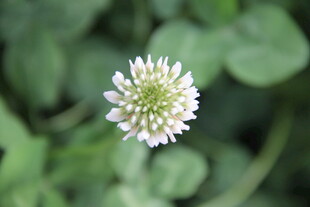 白色小花特写