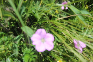 紫色小花绽放于草丛中