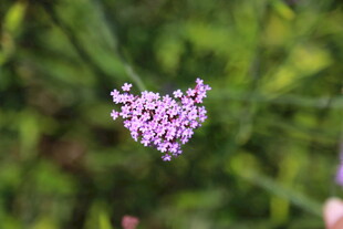 心形紫花绽放