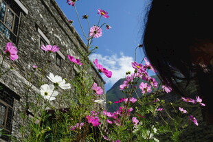 石屋旁绽放的多彩花朵