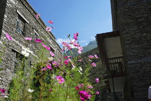 古巷繁花 自然与建筑之美