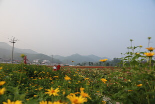 田野间的灿烂黄色花海