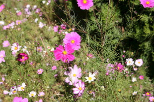 缤纷格桑花绽放于绿野