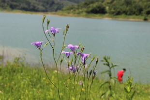 湖畔紫花绽放的美丽景致