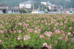 粉色花海 田园美丽景致