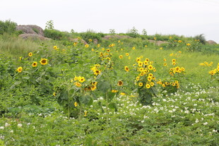 田野中的绚烂野花景观