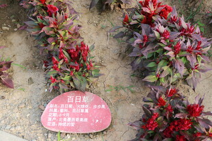 多彩植物展示牌