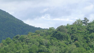 青山绿树间的自然景致