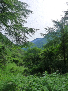 山林绿意盎然的自然景致
