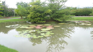宁静池塘中的水生植物景观