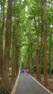 林间漫步道 绿意盎然