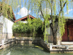 中式庭院水景与垂柳